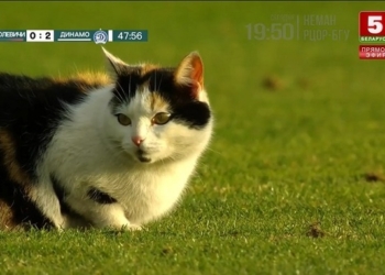 Скучно стало на скамейке запасных? В Беларуси в футбольном матче очень хотела поучаствовать кошка (ВИДЕО)