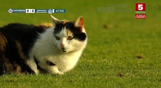 Скучно стало на скамейке запасных? В Беларуси в футбольном матче очень хотела поучаствовать кошка (ВИДЕО)