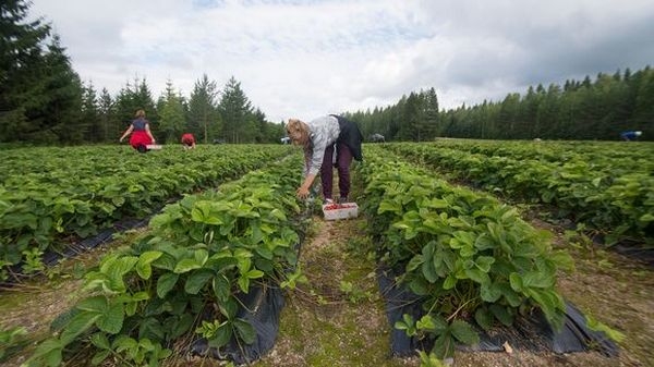 Финнам придется самим наниматься на сезонные сельхозработы – в этом году украинцы больше не прилетят