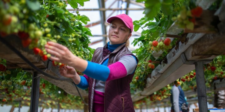 Финляндия планирует организовать чартерные рейсы для доставки в страну сезонных работников сельского хозяйства из Украины
