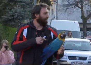 Когда устал сидеть дома: в Хорватии сбежавшего во время карантина попугая ара ловили спасатели (ВИДЕО)