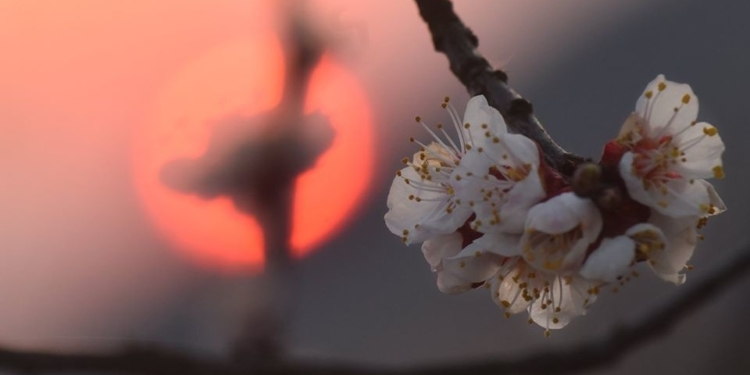 Суперлуние или Розовая Луна: украинцы наблюдали уникальное явление (ФОТО)