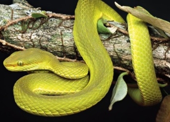 Новый вид ядовитых змей  назвали в честь одного из героев эпопеи о Гарри Поттере