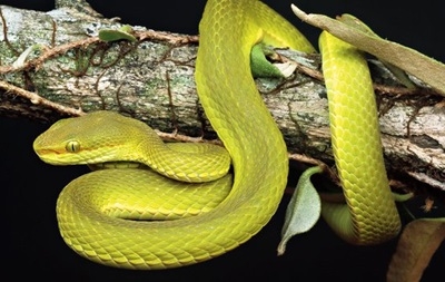 Новый вид ядовитых змей  назвали в честь одного из героев эпопеи о Гарри Поттере