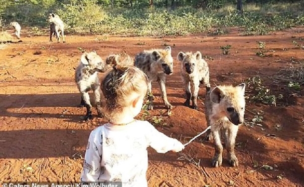 Двухлетняя девочка подружилась с гиенами (ФОТО)