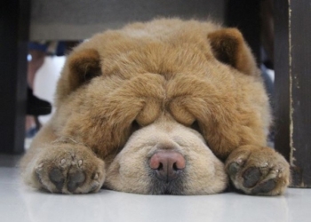 Когда хочется теплого и мягкого, а не вот этого всего: «плюшевый» чау-чау стремительно набирает популярность в Instagram (ФОТО)