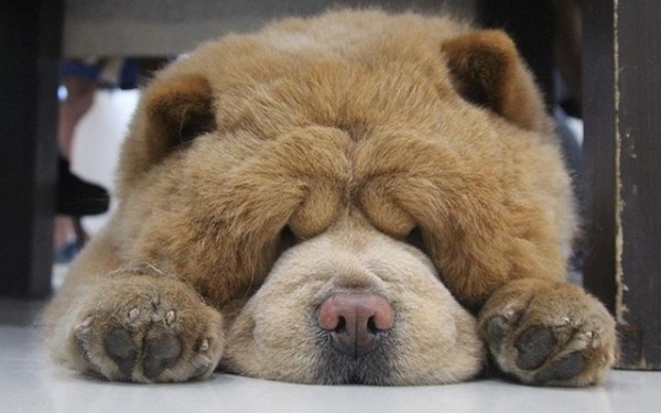 Когда хочется теплого и мягкого, а не вот этого всего: «плюшевый» чау-чау стремительно набирает популярность в Instagram (ФОТО)