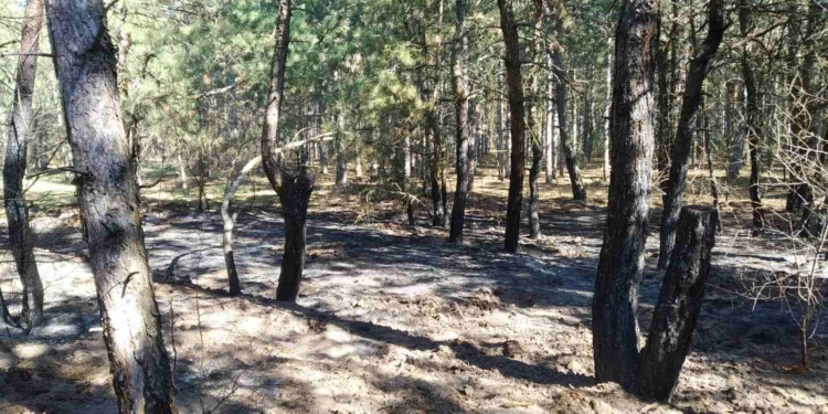 На Николаевщине горела хвойная подстилка в Вознесенском лесхозе (ФОТО)
