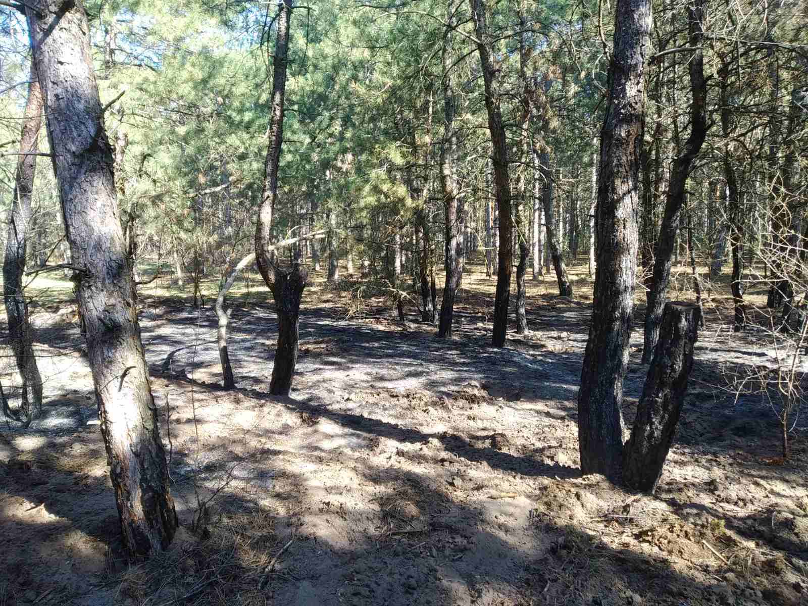 На Николаевщине горела хвойная подстилка в Вознесенском лесхозе (ФОТО)