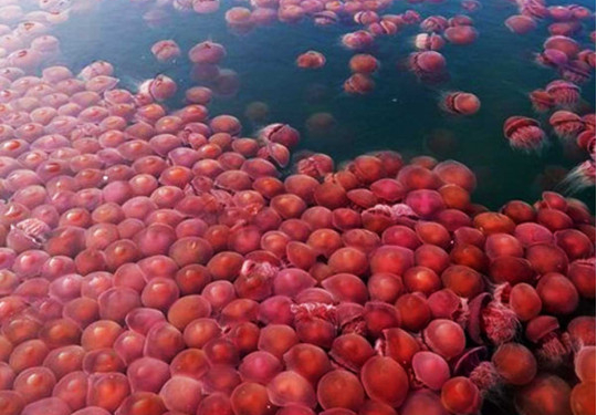 Помог карантин: к пляжам Филиппин вернулись тысячи розовых медуз (ФОТО, ВИДЕО)