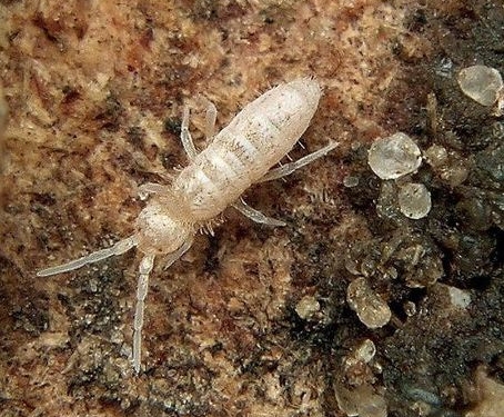 Ученые узнали природу запаха весны: так почвенные бактерии  заманивают своих пожирателей