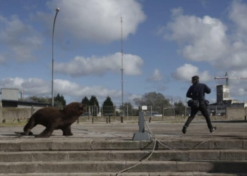 Карантин так карантин: в Аргентине морские львы обосновались в городе,  прогоняют с улиц редких прохожих (ФОТО)