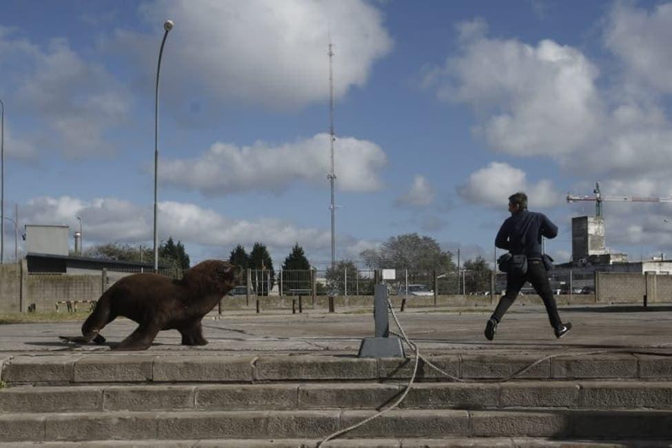 Карантин так карантин: в Аргентине морские львы обосновались в городе, прогоняют с улиц редких прохожих (ФОТО) 6