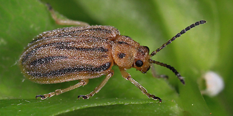 У аллергиков появилась надежда: случайно  завезенный в Европу жук-листоед уничтожает амброзию