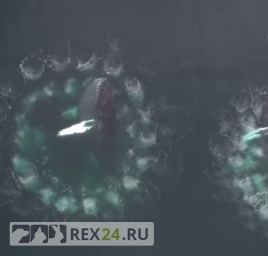 Горбатые киты делают "сети" для рыбы из пузырей воздуха 1