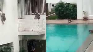 Бассейны пустующих отелей Таиланда захватывают обезьяны (ВИДЕО) 1