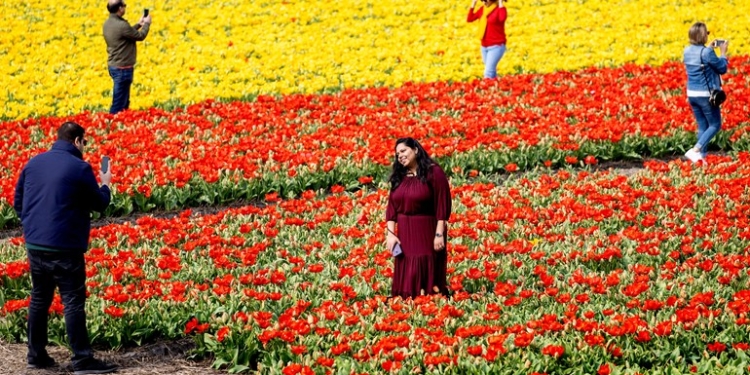 Чтобы отвадить туристов. В Нидерландах фермеры сами обламывают тюльпаны (ФОТО)