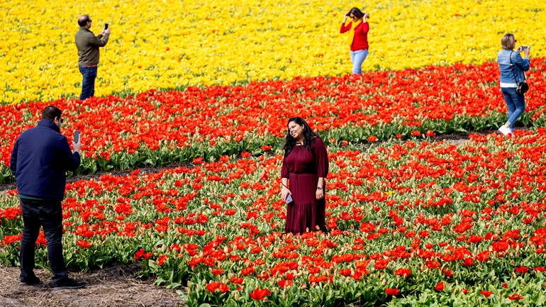 Чтобы отвадить туристов. В Нидерландах фермеры сами обламывают тюльпаны (ФОТО) 2