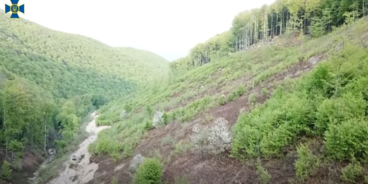 Масштабное хищение государственного леса на Закарпатье задокументировала СБУ (ВИДЕО)