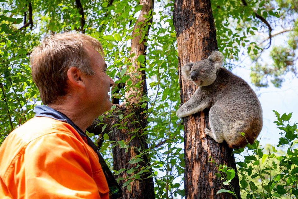 Пострадавшие в австралийских пожарах коалы возвращаются домой (ФОТО) 1