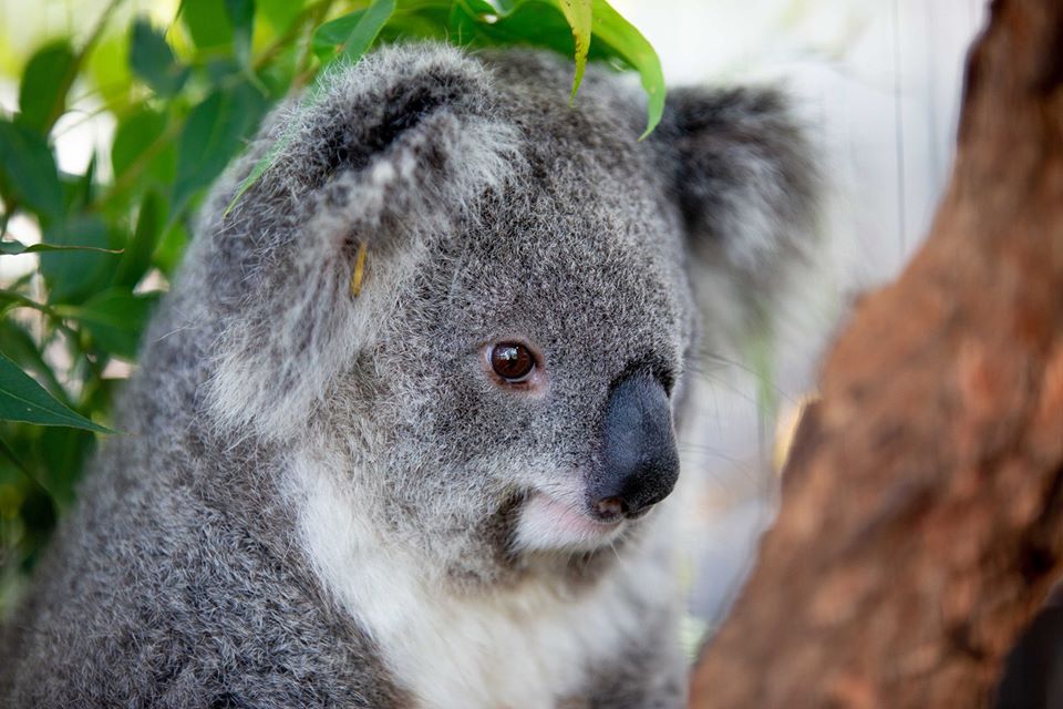 Пострадавшие в австралийских пожарах коалы возвращаются домой (ФОТО) 3