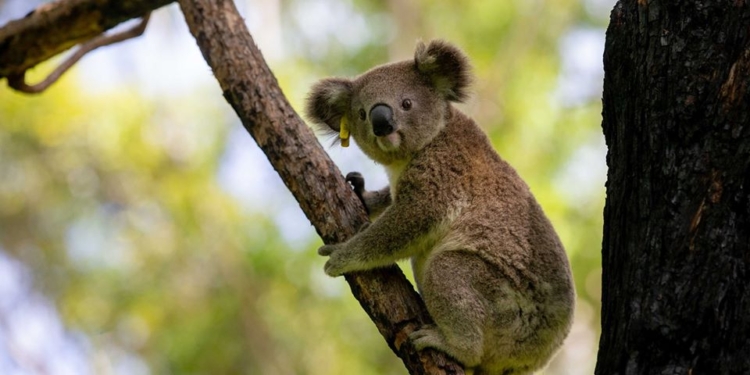 Пострадавшие в австралийских пожарах коалы возвращаются домой (ФОТО)