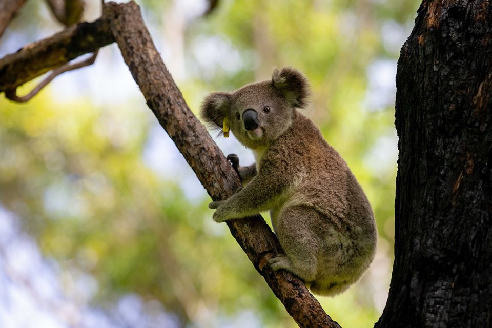 Пострадавшие в австралийских пожарах коалы возвращаются домой (ФОТО) 5