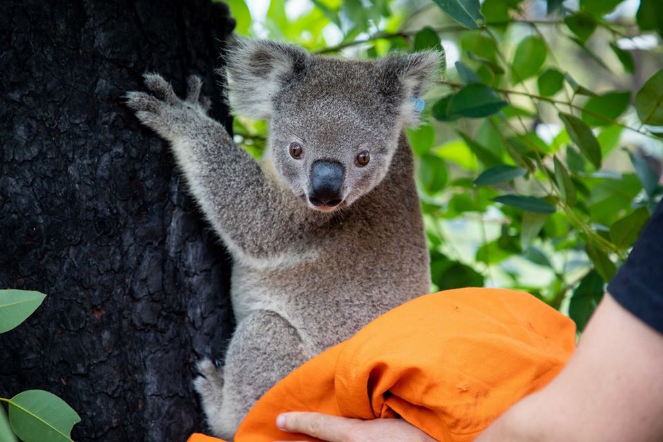 Пострадавшие в австралийских пожарах коалы возвращаются домой (ФОТО) 7