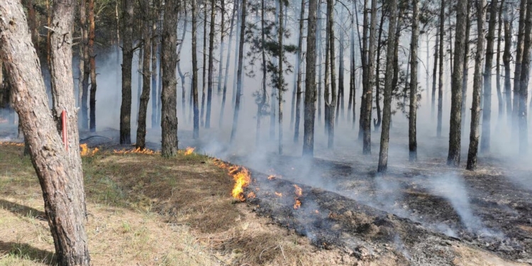 На Николаевщине за сутки спасатели дважды выезжали тушить пожары в лесу (ФОТО)
