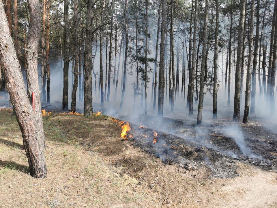 На Николаевщине за сутки спасатели дважды выезжали тушить пожары в лесу (ФОТО) 5