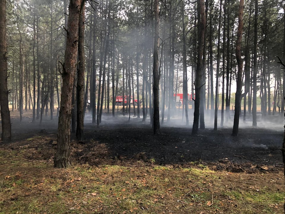 На Николаевщине за сутки спасатели дважды выезжали тушить пожары в лесу (ФОТО) 7