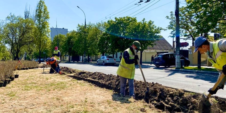 Живая изгородь лучше ржавой металлической: на Центральном проспекте остатки заборов хотят заменить на тысячи кустов (ФОТО)