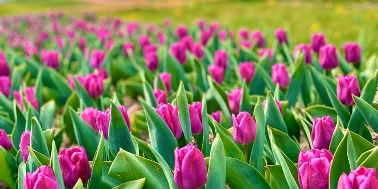 Под Киевом зацвели огромные поля тюльпанов. Только люди их не увидят…(ФОТО)