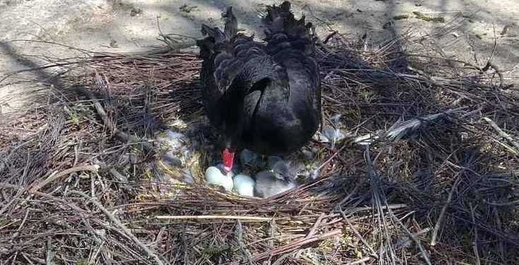 В Николаевском зоопарке показали птенцов черных лебедей (ВИДЕО)