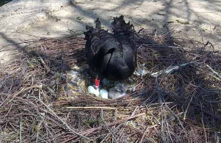 В Николаевском зоопарке показали птенцов черных лебедей (ВИДЕО) 1