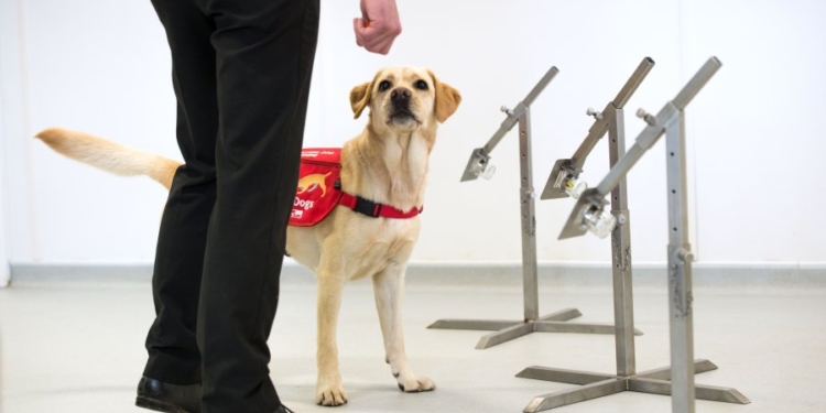 В Великобритании учат собак диагностировать коронавирус