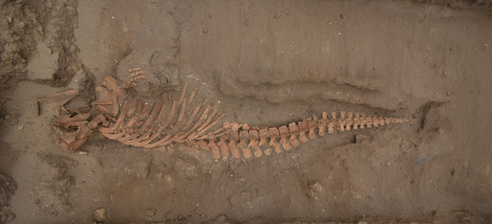 Под древними пирамидами в Перу найдены останки китов и акул (ФОТО)