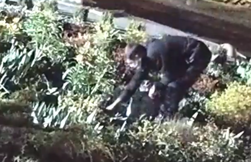 «Выполняя рекомендации Минздрава», неизвестный в маске украл тюльпаны с клумбы на Садовой (ВИДЕО)