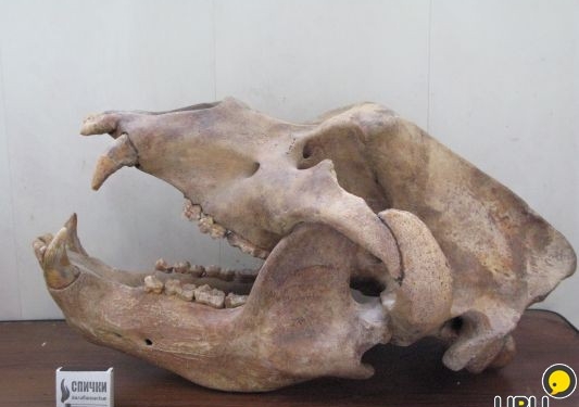 Пещерные медведи вымерли из-за формы носа – палеонтологи