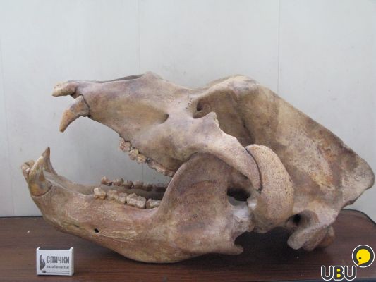 Пещерные медведи вымерли из-за формы носа - палеонтологи 3