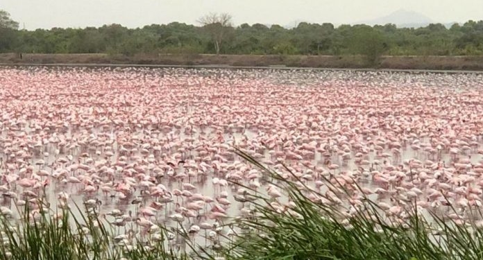 В Мумбаи прилетело рекордное количество розовых фламинго (ВИДЕО)