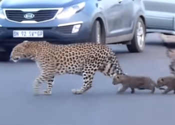 Мамам-леопардам тоже приходится учить детенышей переходить дорогу (ВИДЕО)