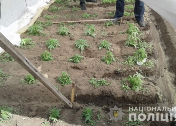 В Вознесенске полицейские нашли в теплице 65 кустов конопли (ФОТО)