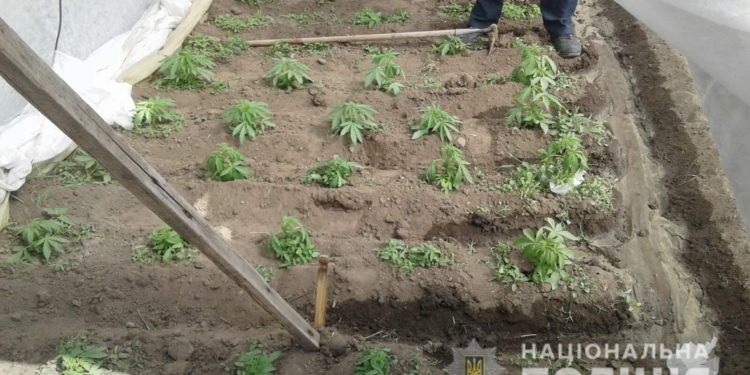 В Вознесенске полицейские нашли в теплице 65 кустов конопли (ФОТО)