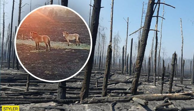 Из-за пожаров в Чернобыльской зоне страдают лошади Пржевальского (ФОТО, ВИДЕО)