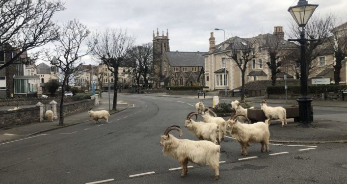 В Уэльсе на фоне пандемии кашемировые козы заполонили центр курортного городка (ФОТО, ВИДЕО)