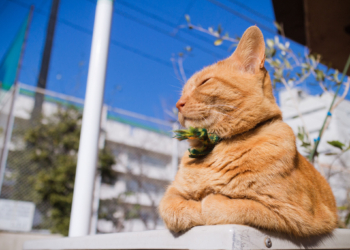Завтра в Украине без осадков, температура до +16