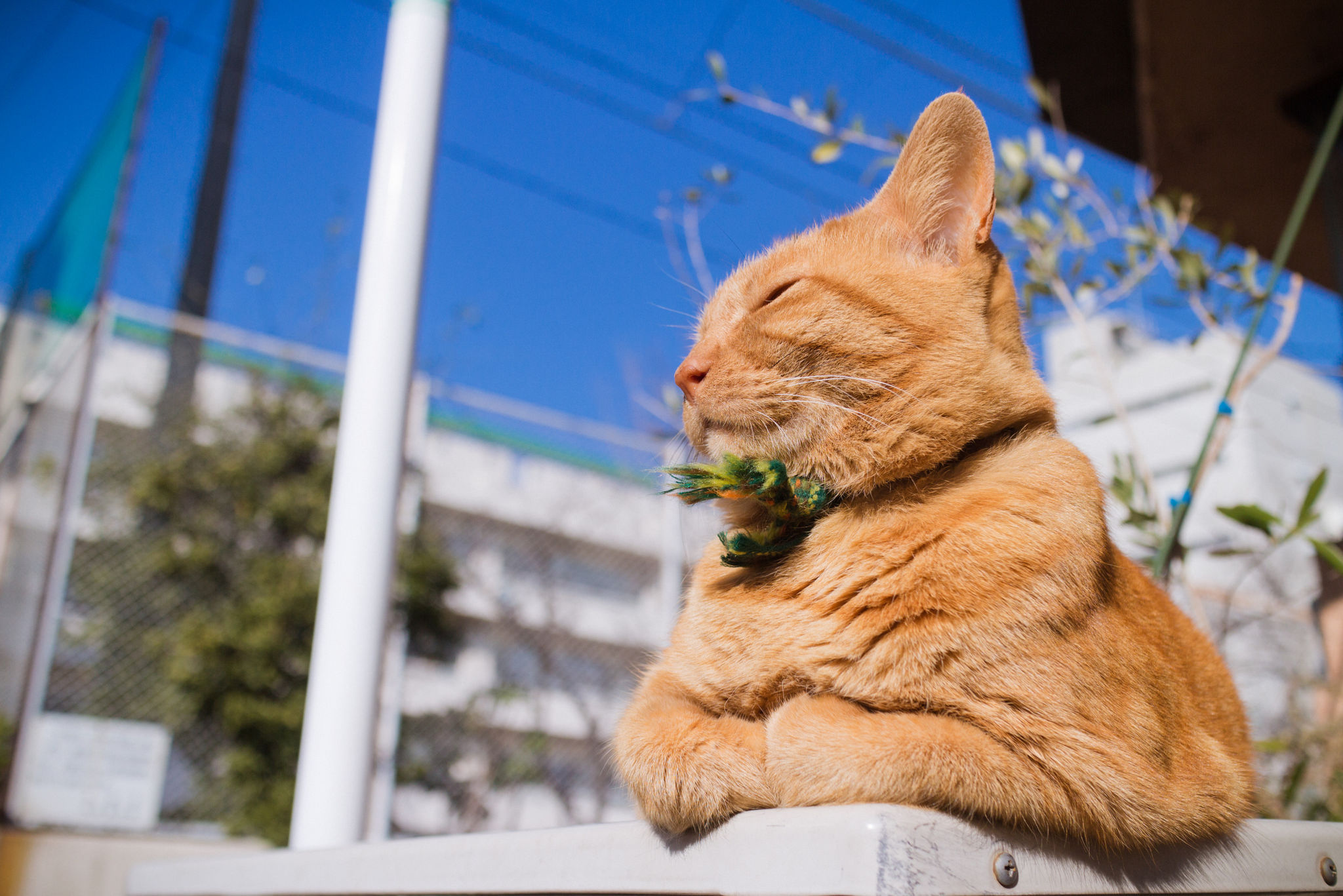 Тепло кота. Рыжий кот. Кот на солнышке. Котик на солнышке. Коты и солнце.