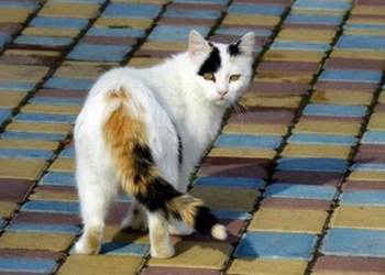 Завтра в Украине без существенных осадков, температура до +21