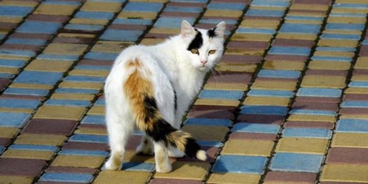 Завтра в Украине без существенных осадков, температура до +21